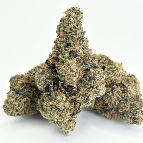 Gelato 41 | Hybrid