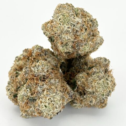 Berry White By Preferred Gardens | Hybrid