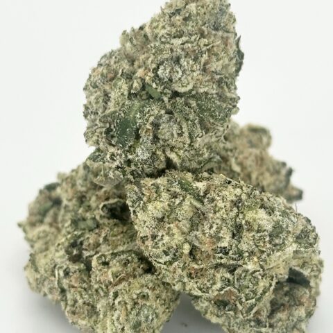 Super Sonic By Preferred Gardens | Hybrid