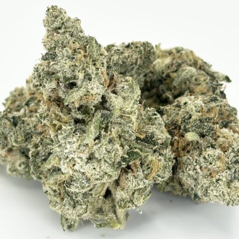 Pineapple Fanta By Preferred Gardens | Hybrid