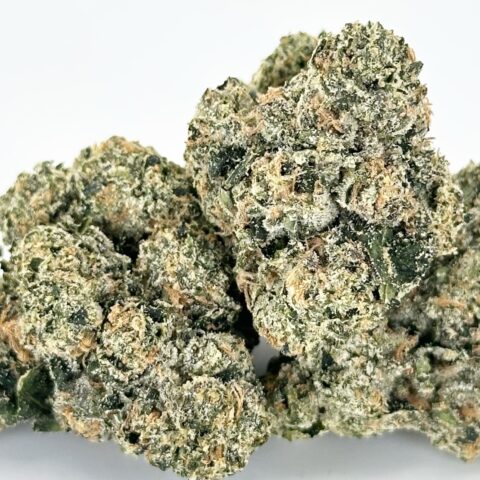 ZnackZ By Preferred Gardens | Hybrid