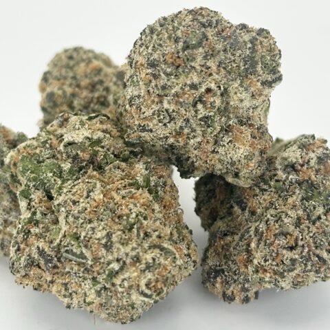 Lemon Tree By Preferred Gardens | Sativa